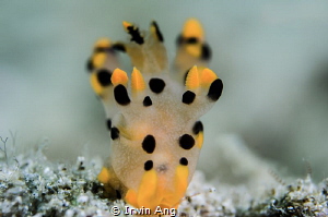 P I K A C H U 
Nudibranch (Thecacera sp.2) 
Lembeh Stra... by Irwin Ang 